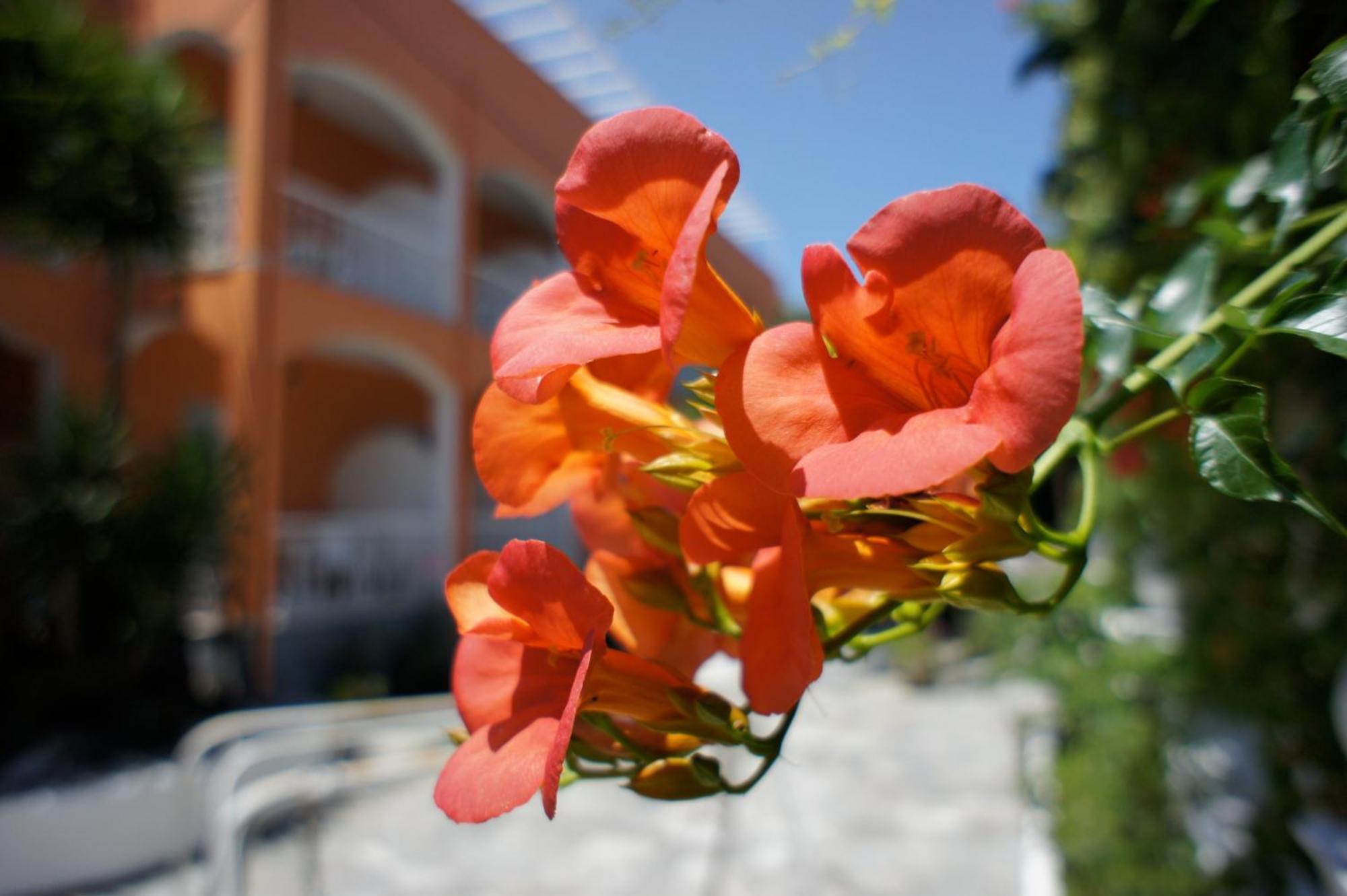 Benitses Arches